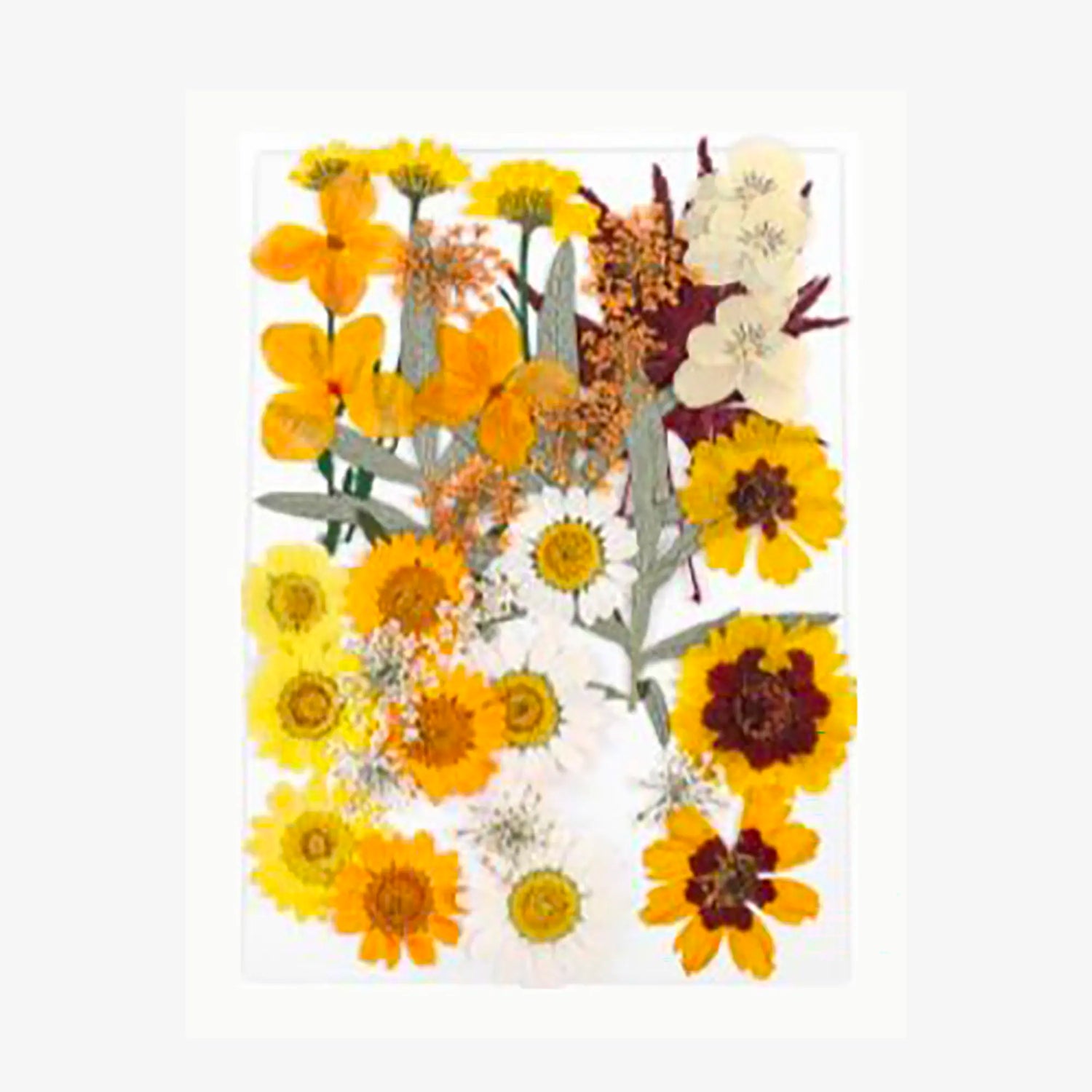 Dried flowers