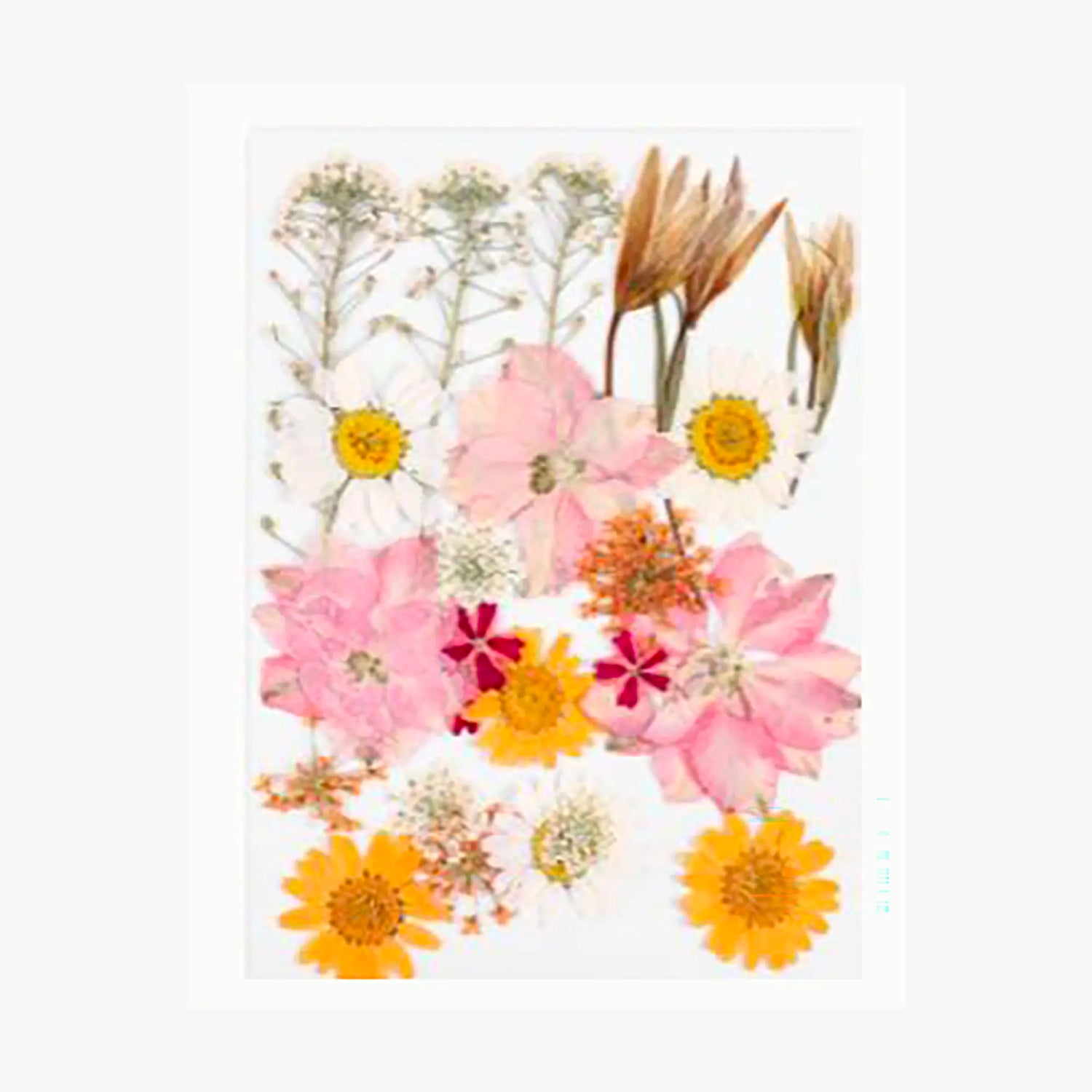 Dried flowers